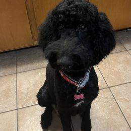 Layla - Poodle