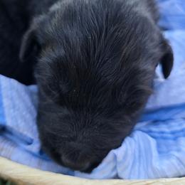 Clyde - Black & white male Australian Shepherd puppy in Harrah, Oklahoma from Whippoorwill Aussies of Oklahoma