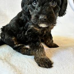 Midnight - Black and tan male Cockapoo puppy in Adrian, Oregon from ApplebyFarm