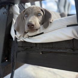 Weimaraner Puppies from Kennedy Weimaraners