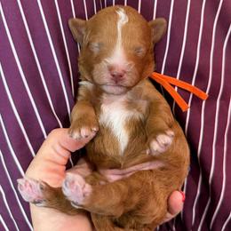 Fanta - Red  female Goldendoodle puppy in Macon County, North Carolina from Mountain Doodles
