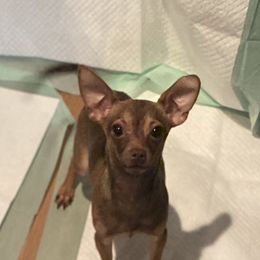 Boy 1 - Chocolate sabled fawn Chihuahua puppy in Scranton, Pennsylvania from Grammy Farm