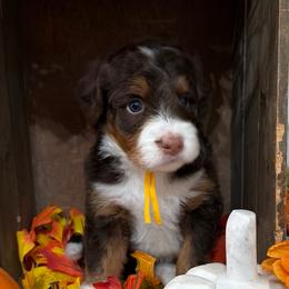 Cinnamon - Tri-color female Bernedoodle puppy in Gilbert, Arizona from The Berne Barn... it’s a Doodle thing!