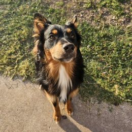 Neville - Australian Shepherd