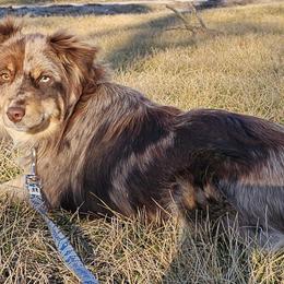 Miniature Australian Shepherds and Pembroke Welsh Corgis from Sharand MAS and Pembroke Welsh Corgis