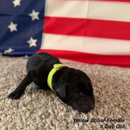 Labrador Retriever Puppies from OzLand Labrador Retrievers