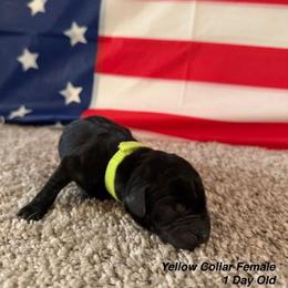 Labrador Retriever Puppies from OzLand Labrador Retrievers