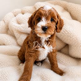 Ranger - Red  male Goldendoodle puppy in Gilbert, Arizona from Doodle Bliss