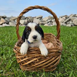 Hawk - Black white and tan male English Springer Spaniel puppy in Columbia, North Carolina from Columbia Spaniels