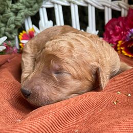 Yellow Collar - Red  male Poodle puppy in Pendleton, Oregon from Wilks Pups - Standard Poodles