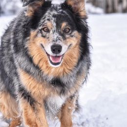 Australian Shepherd All Grown Up from Libby’s Aussies
