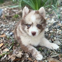 Porsche - Merle female Pomsky puppy in Ravena, New York from Osiris’s Siberians & Pomskies