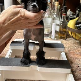 Black and White hairless male - White and black male Chinese Crested puppy in Sweet Home, Oregon from Rhapsody Poodles & Cresteds