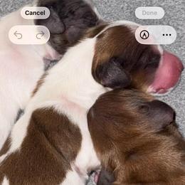 Piebald - Piebald male Dachshund puppy in Falcon, Missouri from K2D2 Farm