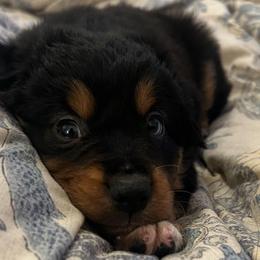 Scorpion - Black tri male Miniature Australian Shepherd puppy in Sulphur, Louisiana from Triple J Aussies and Corgis