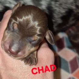 Chad - Chocolate and tan male Dachshund puppy in Antlers, Oklahoma from MoMo's Dachshunds