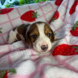 Harry - Piebald male Dachshund puppy in Lake City, Florida from My Ditzy Doxies of Florida