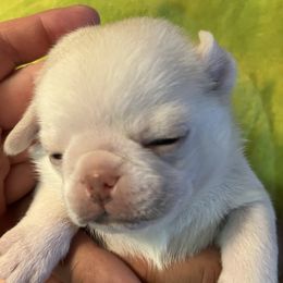 Girl 1 - female Pug puppy in Black Mtn, North Carolina from Southern Pugs