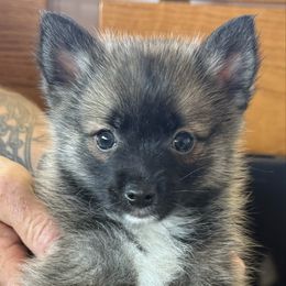Achilles - Chocolate male Pomsky puppy in Avoca, Michigan from Repurposed Paradise Farm