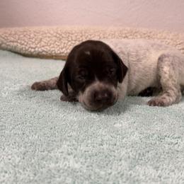 German Shorthaired Pointer Puppies from Lipan Creek German Shorthaired Pointers