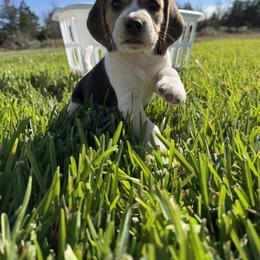 Beagle and Cavalier King Charles Spaniel Puppies from Kuehlers Kavaliers