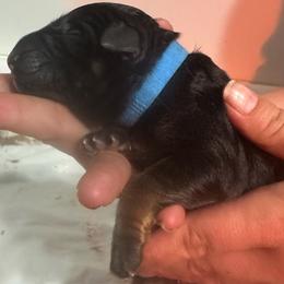 Blue - Black and red male German Shepherd puppy in Orrick, Missouri from Schultz's Premium German Shepherds