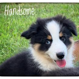 Handsome - Black and tan male Pembroke Welsh Corgi puppy in Nortonville, Kansas from Low Riders Corgis & Mini Aussies