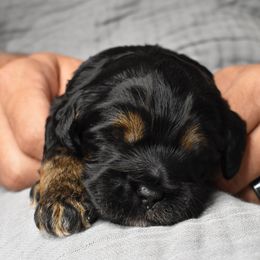 Australian Labradoodle Puppies from Frosty Hill Australian Labradoodles