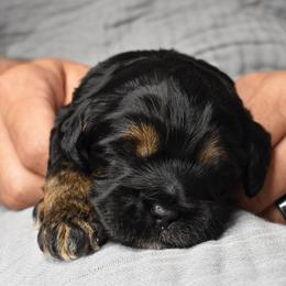 Australian Labradoodle Puppies from Frosty Hill Australian Labradoodles
