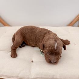 Donut - Red male Cavapoo puppy in Apache Junction, Arizona from Coffey House Doodles