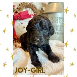 Goldendoodle Puppies from Fire Wife Doodles