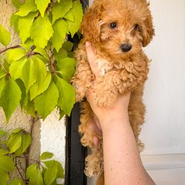 Poodle Puppies from Red Mini Poodles AZ