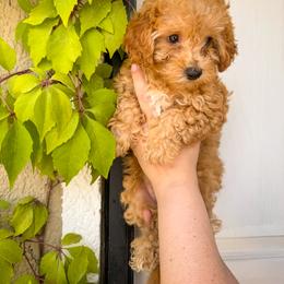 Poodle Puppies from Red Mini Poodles AZ