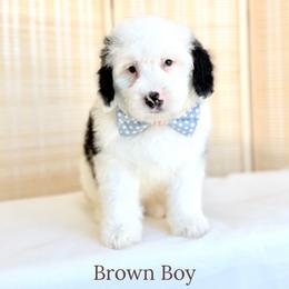 Brown Boy - Black and white male Bernedoodle puppy in Rochester, New York from Point Breeze Doodles, LLC