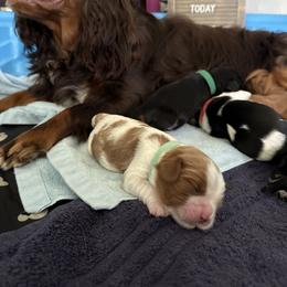 Cavalier King Charles Spaniel Puppies from The Cavi Pack