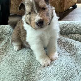 Gideon - White and sable male Shetland Sheepdog puppy in Tulsa, Oklahoma from September Morning Shelties