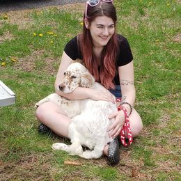 English Setter Puppies from Finlauson's Pet Care Center and Granite State Service Dogs