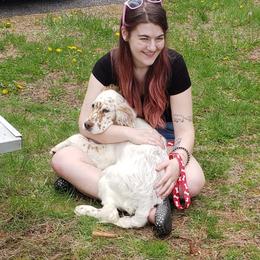 English Setter Puppies from Finlauson's Pet Care Center and Granite State Service Dogs