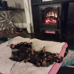 Rottweiler Puppies from Von Alley Rottweilers