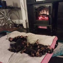 Rottweiler Puppies from Von Alley Rottweilers