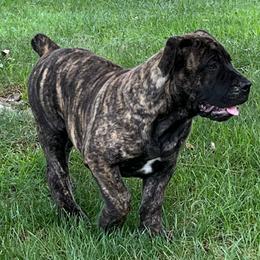Stormy - Brindle female Boerboel puppy in Guysville, Ohio from Fueled Kennel