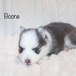 Boone - Blue male Pomsky puppy in Denham Springs, Louisiana from Bayouland Pomskies