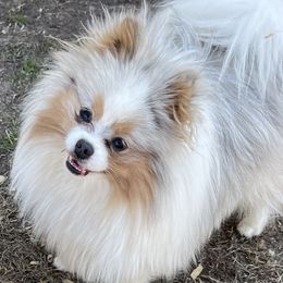 King - Pomeranian