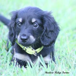 Ywl - Black and cream female Dachshund puppy in Murray, Kentucky from Shadow Ridge Farms