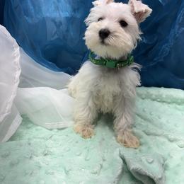 Green - White male Miniature Schnauzer puppy in Sevierville, Tennessee from A&J Miniature Schnauzers
