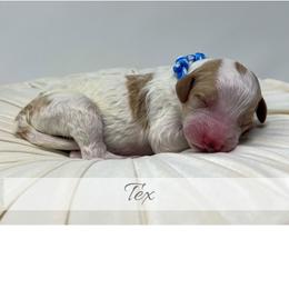 Tex - Parti male Goldendoodle puppy in State Road, North Carolina from Must Love Doodles