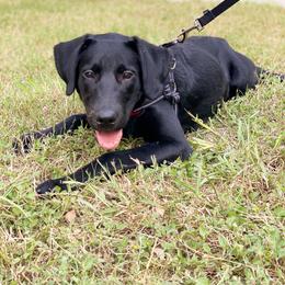 Labrador Retriever Puppies from Obedience 2 Death