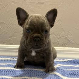 Boy 1 - Brindle male French Bulldog puppy in Williston, Florida from JD French Bulldogs, Mini Poodles, and Border Collies