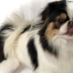 Trinity - Japanese Chin