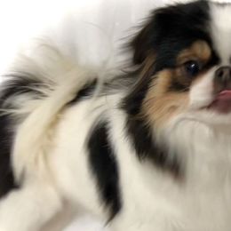 Trinity - Japanese Chin